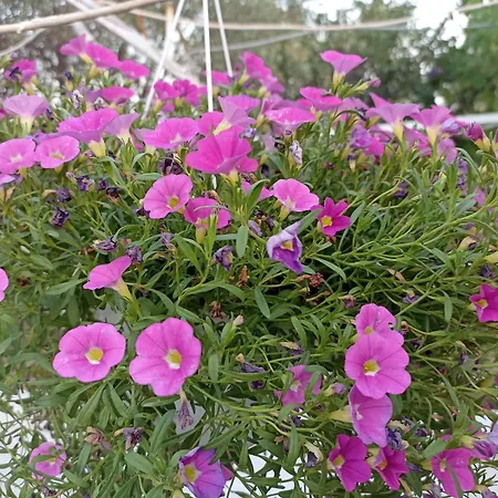 Private House Sozopoli