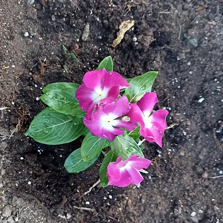 Private House Sozopoli